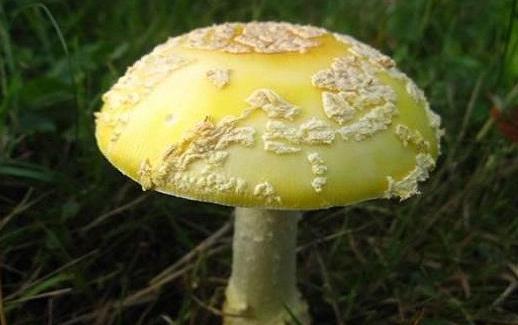 誤食毒蘑菇中毒 關(guān)于毒蘑菇的N種錯(cuò)誤說法