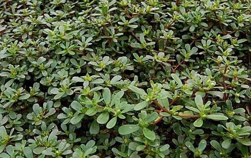野菜的錯誤認(rèn)識 過量食用或許反而危害健康