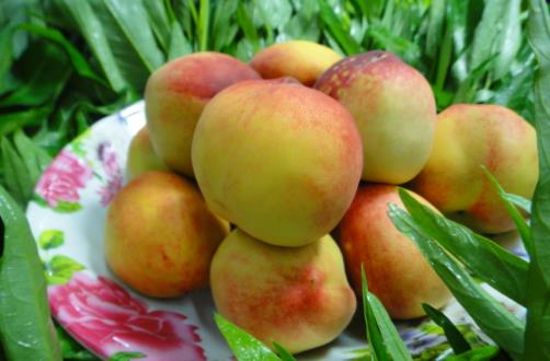 桃子是“肺之果”，可爛了一點的桃子還能不能吃？這種情