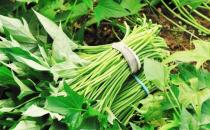 給身體清理垃圾推薦排毒蔬菜 給身體排毒的注意事項(xiàng)