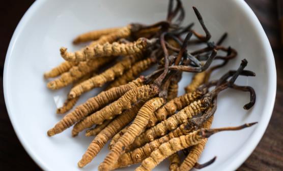 冬蟲(chóng)夏草怎么吃最好