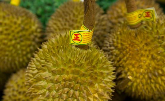 常吃榴蓮滋陰壯陽增強(qiáng)免疫力 但榴蓮不可以與可樂同食