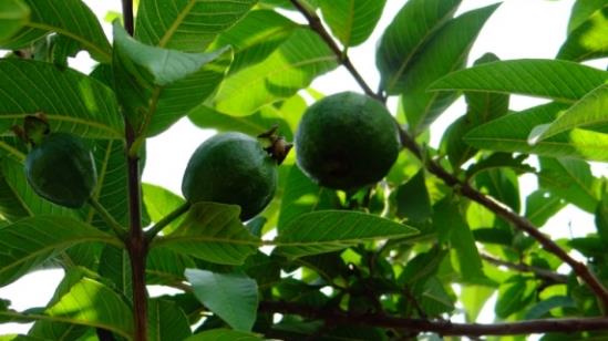 這些植物都可調(diào)節(jié)血糖，誰是真正的“植物胰島素”？