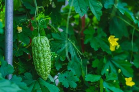這些植物都可調(diào)節(jié)血糖，誰是真正的“植物胰島素”？