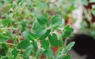 【防蚊植物】驅(qū)蚊植物_室內(nèi)盆栽防蚊_種什么植物可以驅(qū)蚊防蚊_驅(qū)蚊子最有效的方法 【防蚊植物】驅(qū)蚊植物_室內(nèi)盆栽防蚊_種什么植物可以驅(qū)蚊防蚊_驅(qū)蚊子最有效的方法