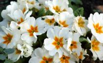 這四類(lèi)花草養(yǎng)在家里等于不要命 在家養(yǎng)花草要避免健康隱患