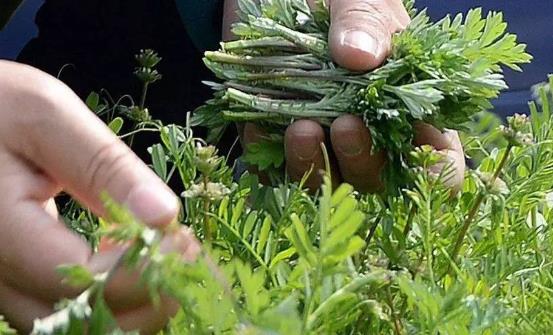 野菜的營養(yǎng)價值 野莧菜的好吃做法簡單易學哦