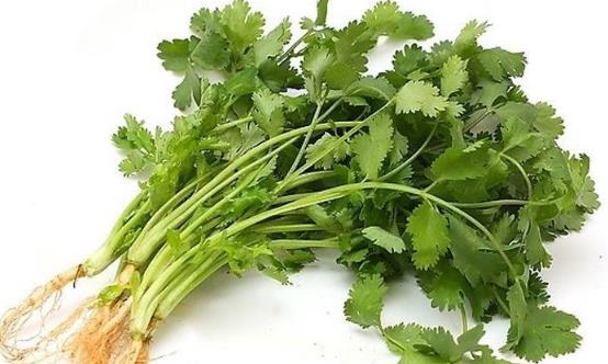 吃香菜增強(qiáng)食欲消食健胃 吃香菜注意事項(xiàng)