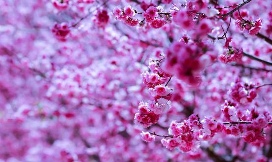 踏青賞花正當時 賞花惹過敏六招防治過敏