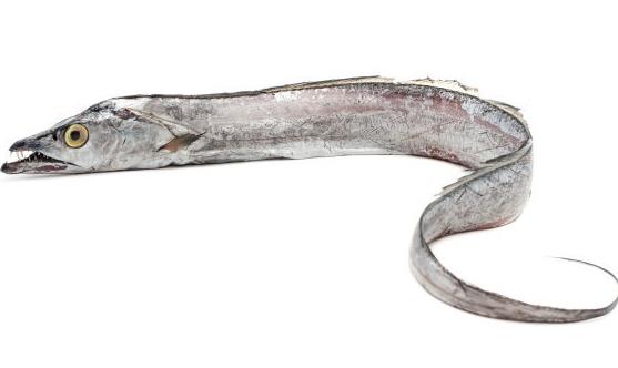 經(jīng)常吃帶魚能夠養(yǎng)肝補(bǔ)血潤膚養(yǎng)發(fā) 帶魚的4種美味做法