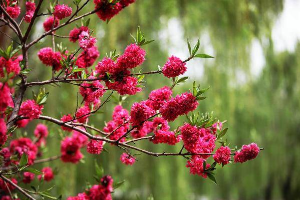 足太醫(yī)丨春日好時(shí)光，養(yǎng)生正當(dāng)時(shí)