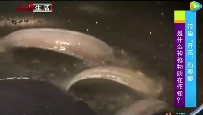 甲醛浸泡過的帶魚一碰熱油就扭曲、炸裂“開花”，千萬別買別吃