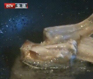 甲醛浸泡過的帶魚一碰熱油就扭曲、炸裂“開花”，千萬別買別吃