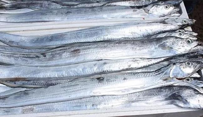 甲醛浸泡過的帶魚一碰熱油就扭曲、炸裂“開花”，千萬別買別吃