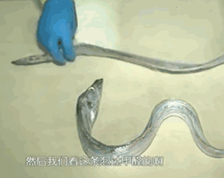 甲醛浸泡過的帶魚一碰熱油就扭曲、炸裂“開花”，千萬別買別吃