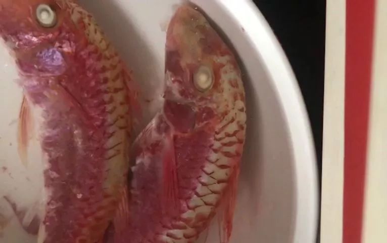 無良商販用色素給三蘇紅魚上色，用手輕輕一摸，手還會(huì)被染紅