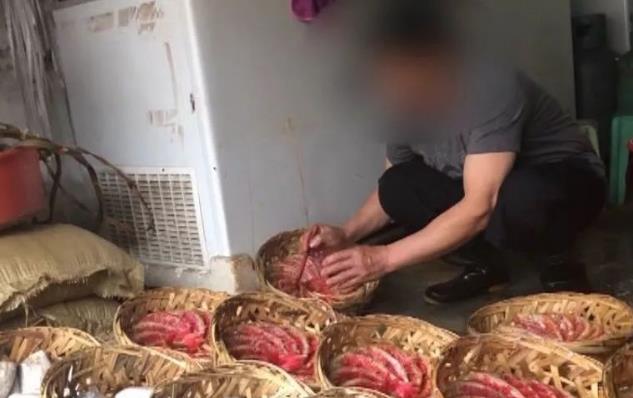 無良商販用色素給三蘇紅魚上色，用手輕輕一摸，手還會(huì)被染紅