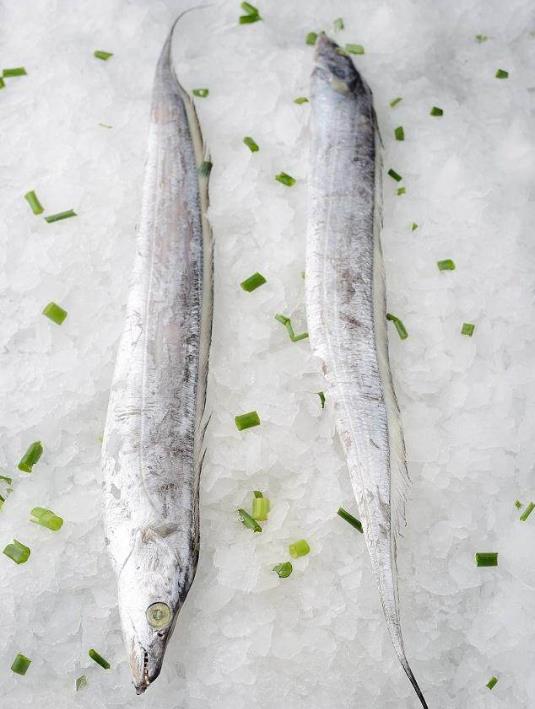 為什么帶魚(yú)不能人工養(yǎng)殖？帶魚(yú)是深海魚(yú)嗎？有什么營(yíng)養(yǎng)價(jià)值