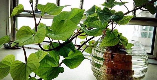土豆發(fā)芽不能吃了就得扔掉？四種巧用發(fā)芽土豆的實用小妙招