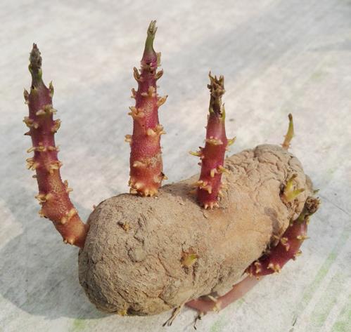 土豆發(fā)芽不能吃了就得扔掉？四種巧用發(fā)芽土豆的實用小妙招