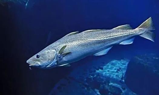 鱈魚(yú)吃起來(lái)滑滑的是不是沒(méi)熟 鱈魚(yú)寄生蟲(chóng)蒸多久能殺死