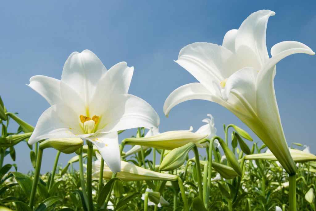 百合花的花語(yǔ)和寓意是什么？百合花語(yǔ)大全