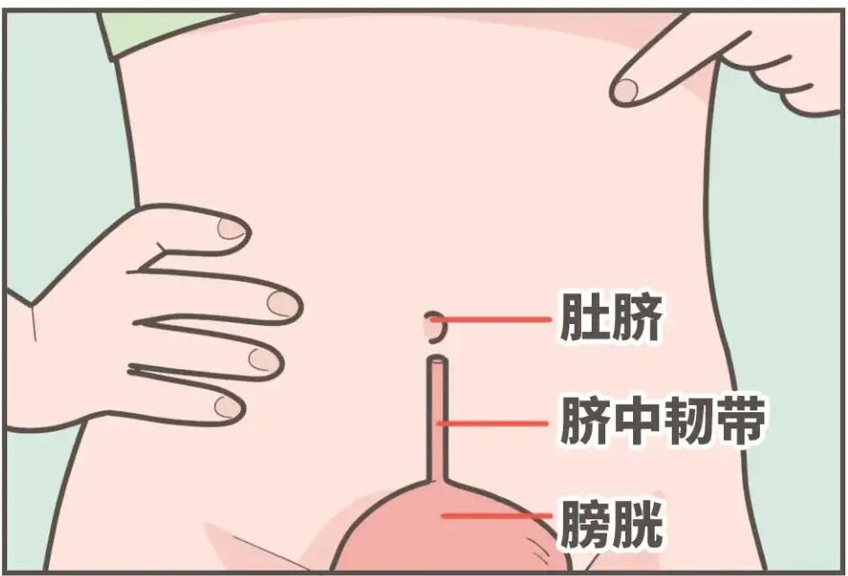 肚臍下面疼是怎么回事，肚臍下面疼是怎么回事男性